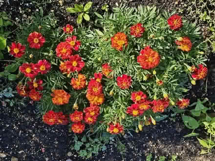 Photo of free French marigold seeds (Tadpole Garden Village) #2