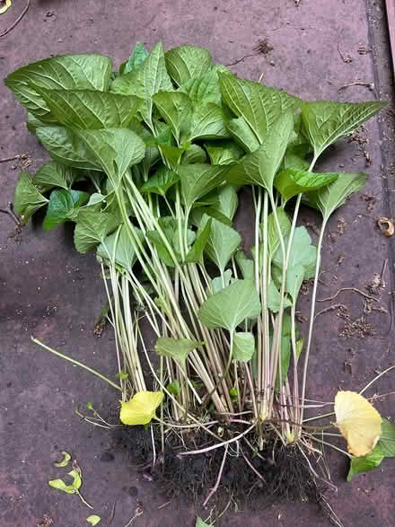 Photo of free Viola plants (Harlem - 119th Street) #1