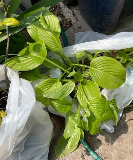 Photo of free Hostas (Bloor Lansdowne) #1