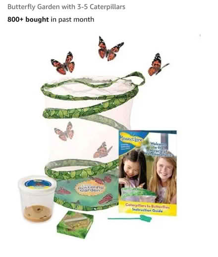 Photo of Butterfly/Moth raising kit (Hereford, HR2) #1