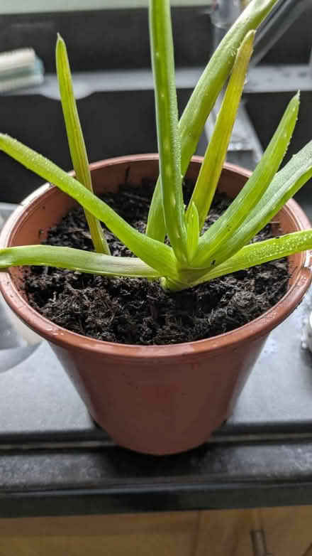 Photo of free Aloe Vera plant (WA14 Altrincham) #1