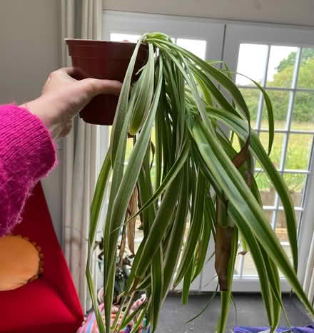 Photo of free Spider Plants (Cripps Corner Rd TN32) #2