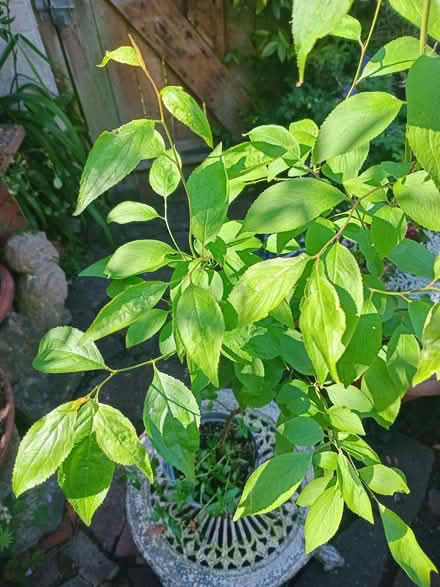 Photo of free Small tree or shrub in pot (Eastbourne BN20) #2