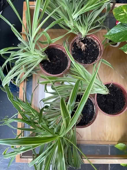 Photo of free Spider Plants (Cripps Corner Rd TN32) #1
