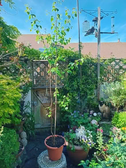 Photo of free Small tree (Eastbourne BN20) #1