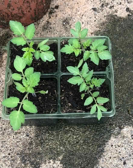 Photo of free Tomato plants (Westbury BA13) #1
