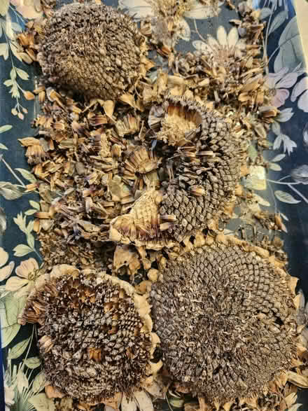 Photo of free Sprouting sunflower seeds (Tadpole Garden Village) #1