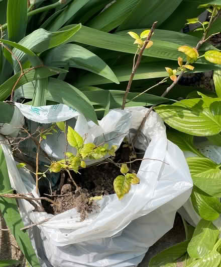 Photo of free Two blueberry bushes (Bloor Lansdowne) #1