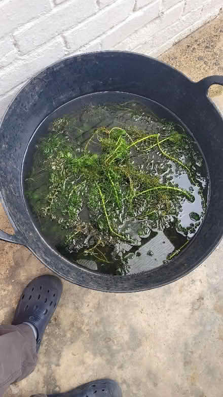 Photo of free More Pond oxygenator plants (Dursley GL11) #1