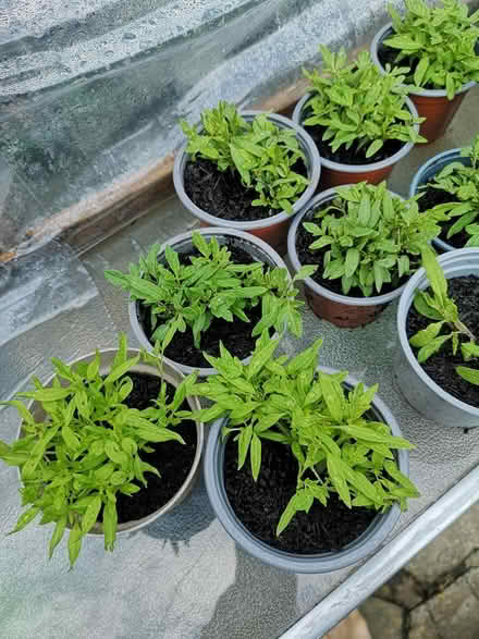 Photo of free Tomatoes seadlings (Norbury SW16) #2