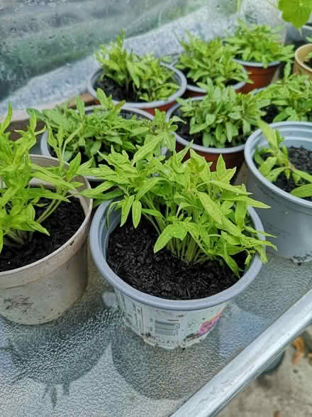 Photo of free Tomatoes seadlings (Norbury SW16) #1