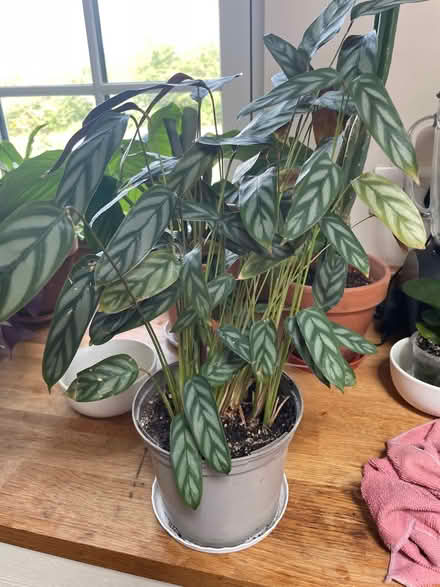 Photo of free Calathea Compact Star (Cripps Corner Rd TN32) #1