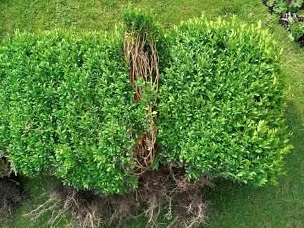 Photo of free Box hedge (Penrith CA11) #2