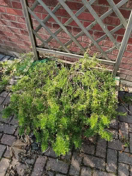 Photo of free One large rosemary plant (Abingdon OX14) #2