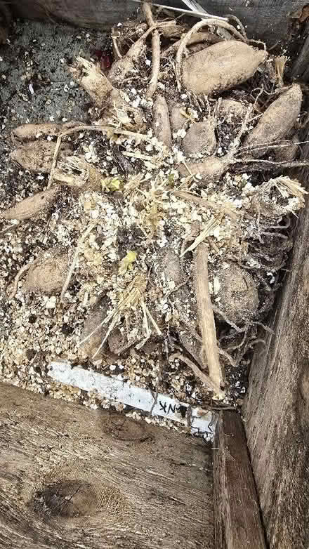 Photo of free Dahlia tubers (Neat Enstone OX7) #1