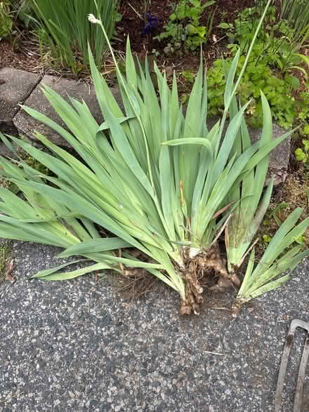 Photo of free Purple bearded iris (Arlington Hts near AHS) #1