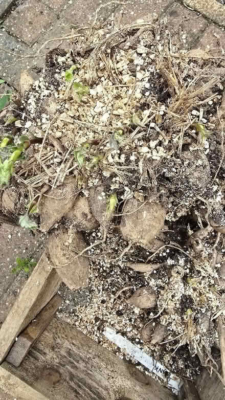 Photo of free Dahlia tubers (Neat Enstone OX7) #2