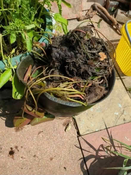 Photo of free Group of pond lilies (Portsmouth) #1