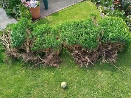 Photo of free Box hedge (Penrith CA11) #1