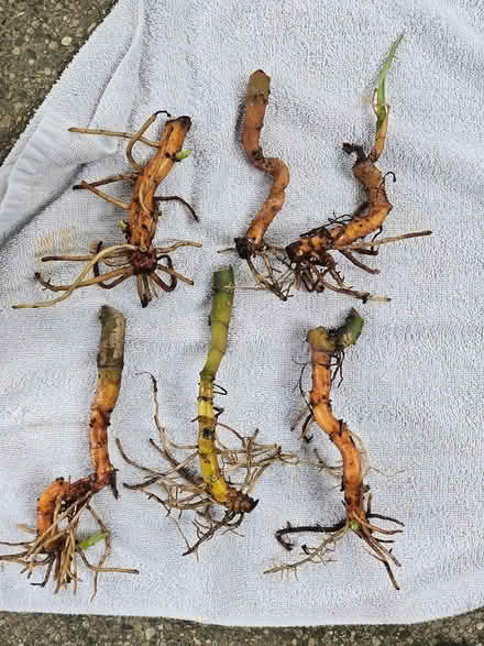 Photo of free Chinese Evergreen Roots (Farmington Hills) #2