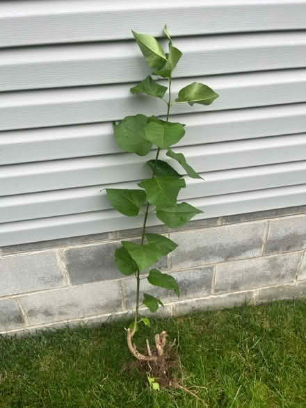 Photo of free Lilac plant (Ridley Park) #1