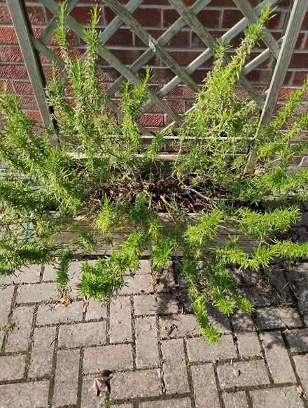 Photo of free One large rosemary plant (Abingdon OX14) #1