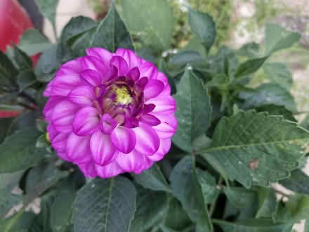 Photo of free Dahlia tubers (Neat Enstone OX7) #3