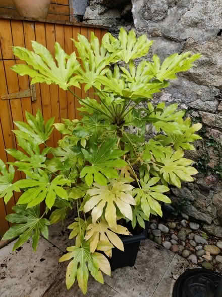 Photo of free Paperplant to give away (Blackrock) #1