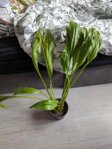 Photo of free Calla lillie plant (Golders green NW11) #1
