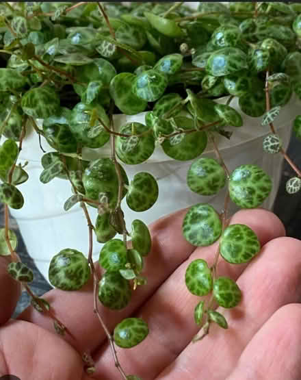 Photo of String of Turtles (S11/S12) #1