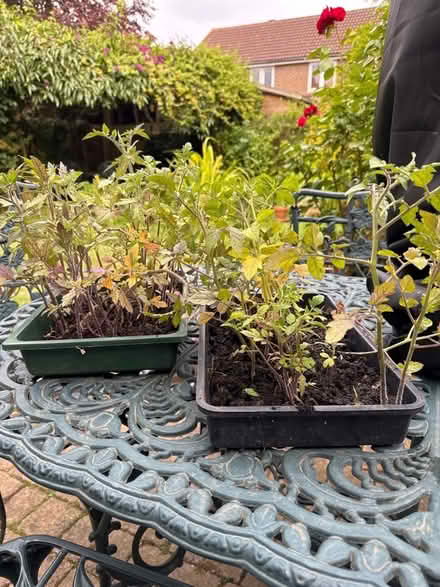 Photo of free Tomato plants (Foxholes SG13) #1