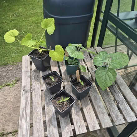 Photo of free Greenhouse plants - edibles (Combe Down Bath) #1