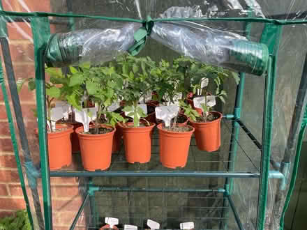 Photo of free Tomato plants (Charlton Marshall) #1