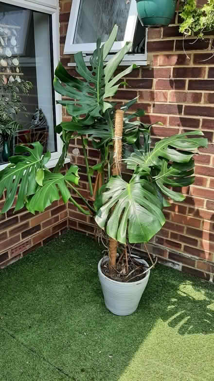 Photo of free large cheese plant ðŠī (peacehaven) #3