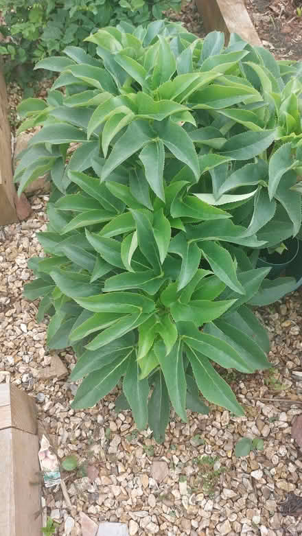Photo of free Holly leaved hellebore seedlings (Broadsands TQ4) #1
