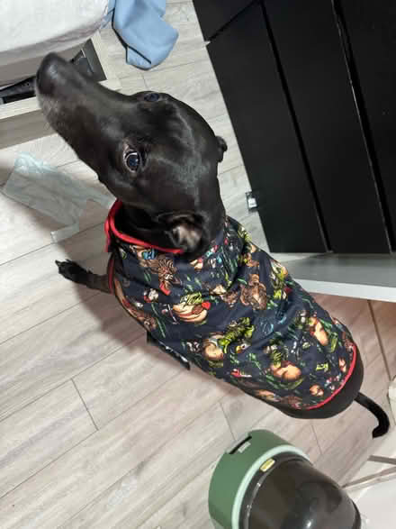 Photo of free Dog coat large (Levenshulme M19) #3