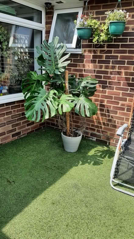 Photo of free large cheese plant ðŠī (peacehaven) #2