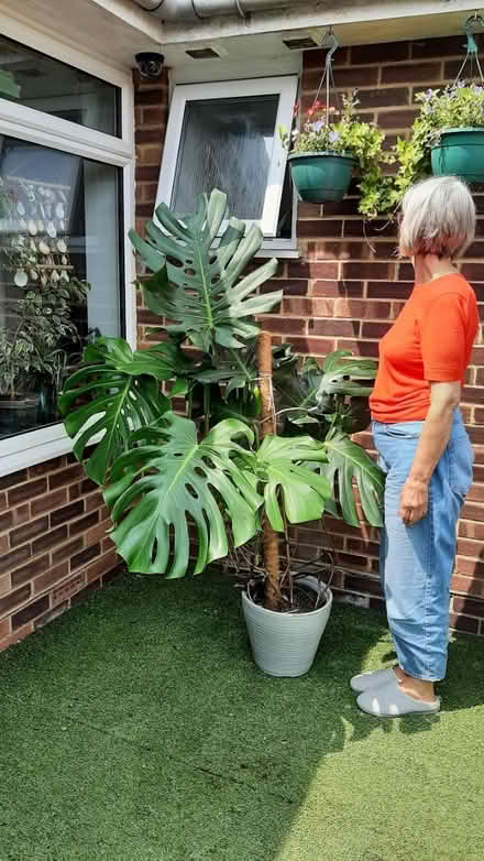 Photo of free large cheese plant ðŠī (peacehaven) #1