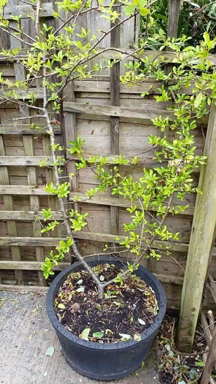 Photo of free Bush in a pot ? Pyracantha Firehorn (Oxenholme LA9) #2