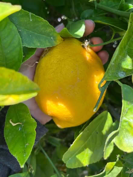 Photo of free Meyer lemon (Lawrence/ El Camino Real) #1