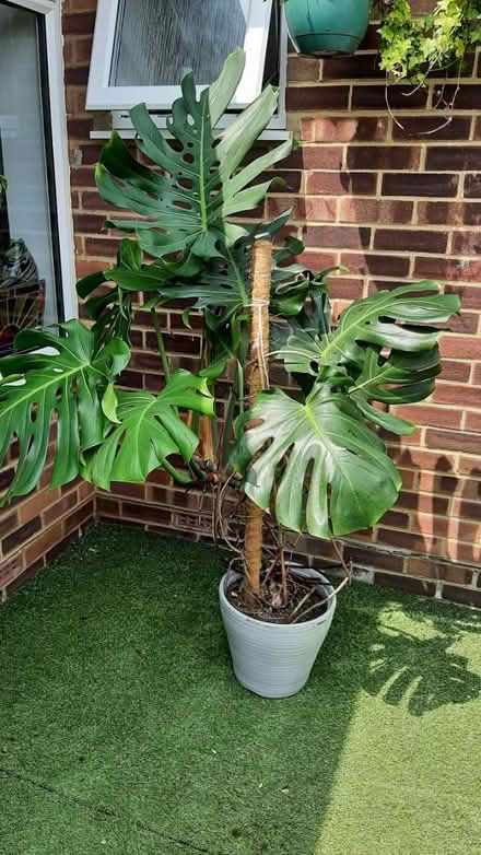Photo of free large cheese plant ðŠī (peacehaven) #4