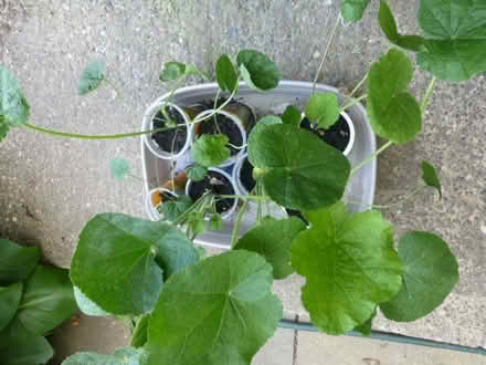 Photo of free Hollyhocks plants (North Tonbridge.) #2