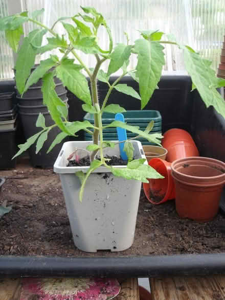 Photo of free 5 Tomato plants (Neston CH64) #2