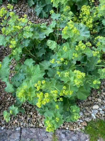 Photo of free Two Buddleia Plants and others (BA11) #3