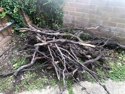 Photo of free Wood (Manor Park E12) #1