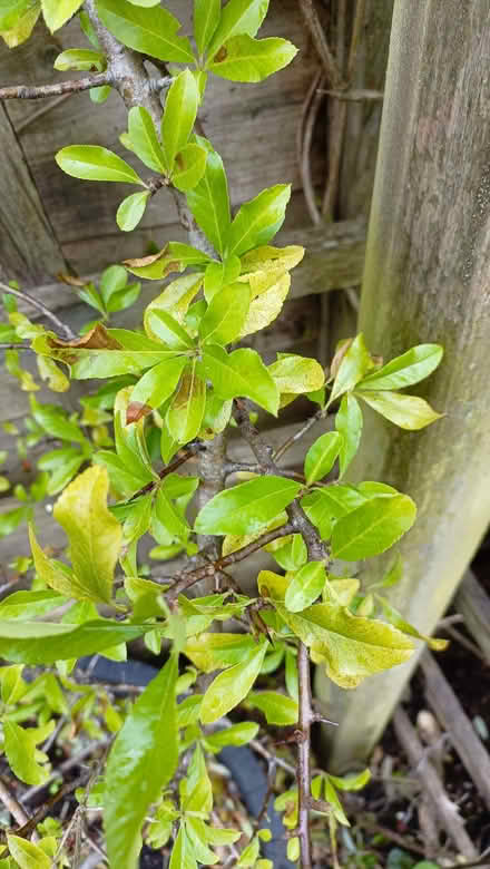 Photo of free Bush in a pot ? Pyracantha Firehorn (Oxenholme LA9) #3