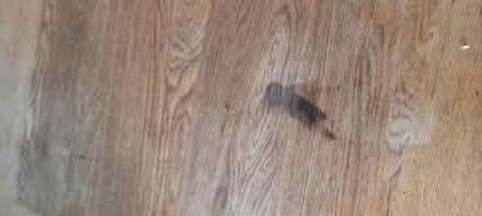 Photo of free Dining Table & Chairs (Finnieston, G3) #3