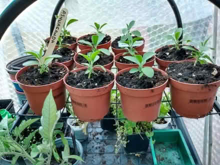 Photo of free Ashwagandha Plant (Indian Ginsing) (Darvel KA17) #1