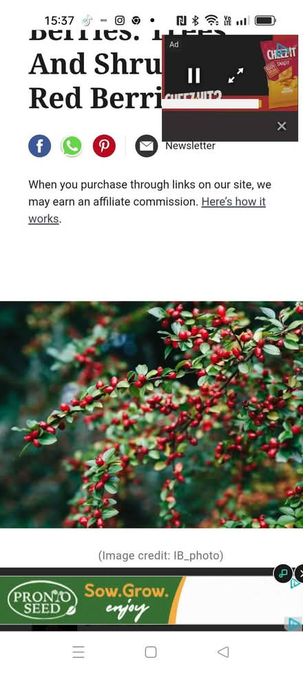 Photo of free Bush in a pot ? Pyracantha Firehorn (Oxenholme LA9) #4