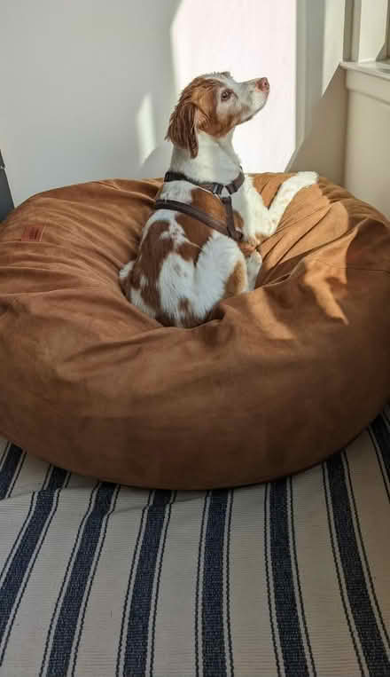 Photo of free Corduroy Brand Bean Bag (Fort Washington MD) #1